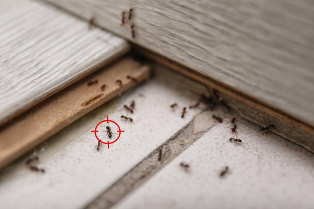 Best Cockroach Control Services  in Oologah, OK