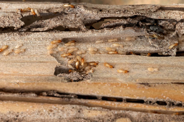 Best Pest Inspection Near Me  in Oologah, OK